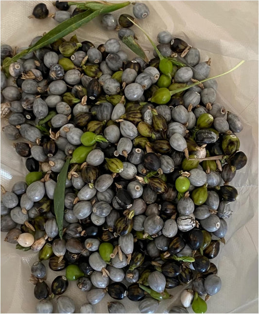 🌿 Natural Coix Seed Beads: Craft Timeless Jewelry with 500 Authentic Job's Tears Seeds