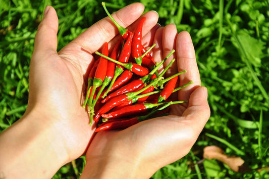 15 Foods That Naturally Boost Metabolism (Science-Backed)