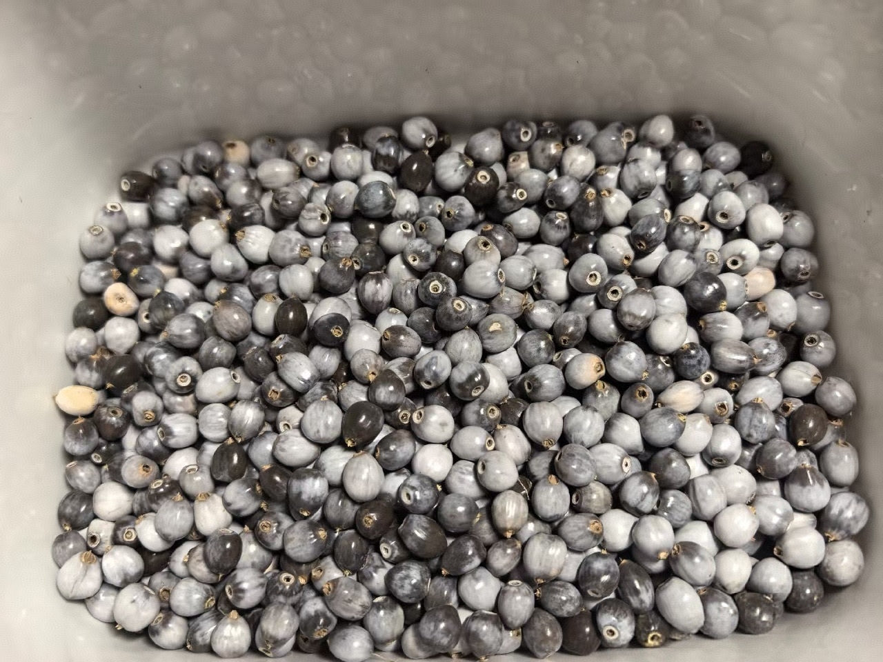 Natural Coix Seed Beads for Bracelets - Unique in Every Grain, Natural Art on Your Wrist 500 Grains
