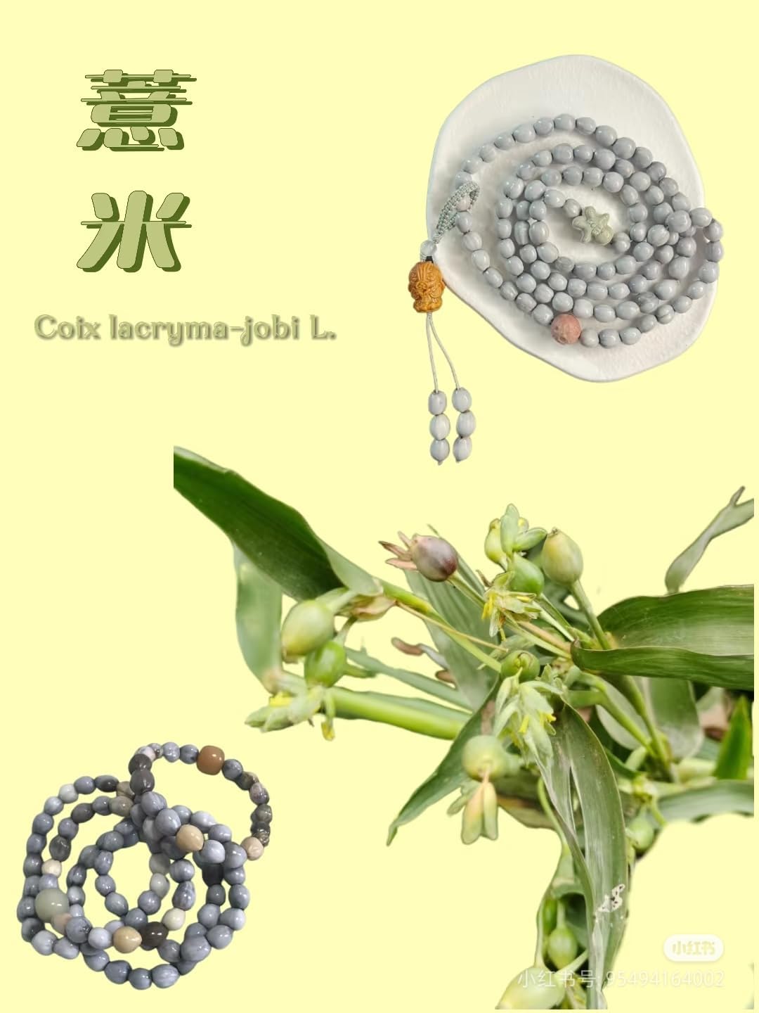 Natural Coix Seed Beads for Bracelets - Unique in Every Grain, Natural Art on Your Wrist 500 Grains