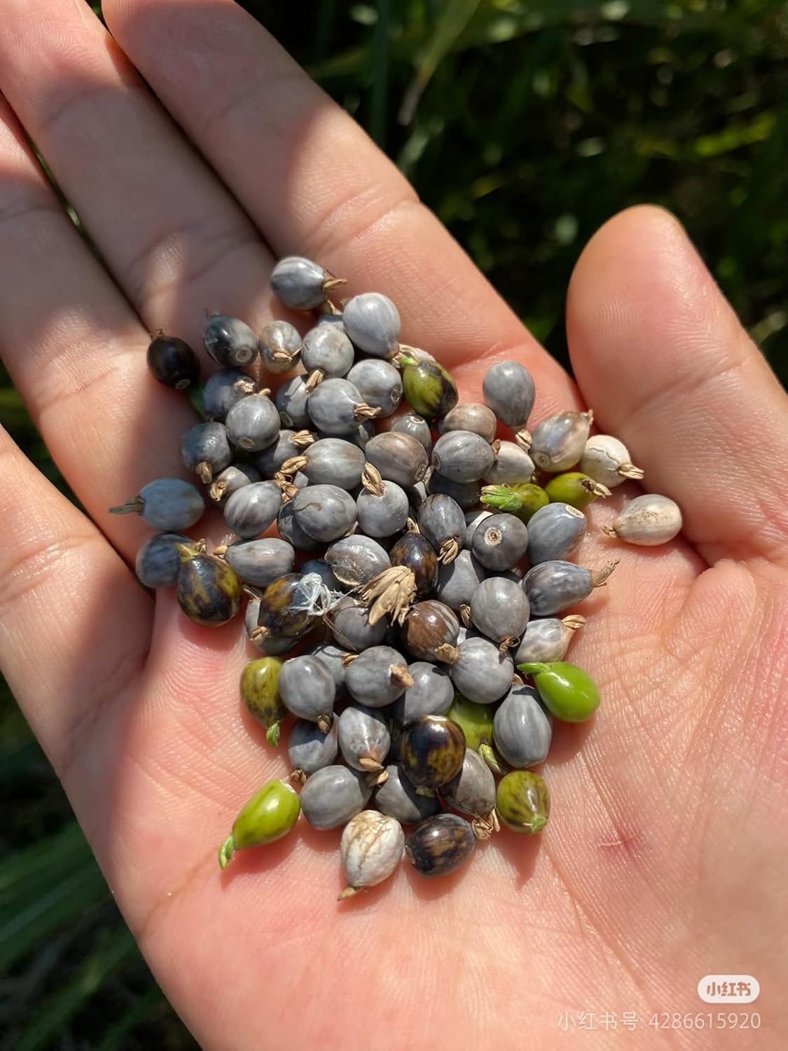 Natural Coix Seed Beads for Bracelets - Unique in Every Grain, Natural Art on Your Wrist 500 Grains